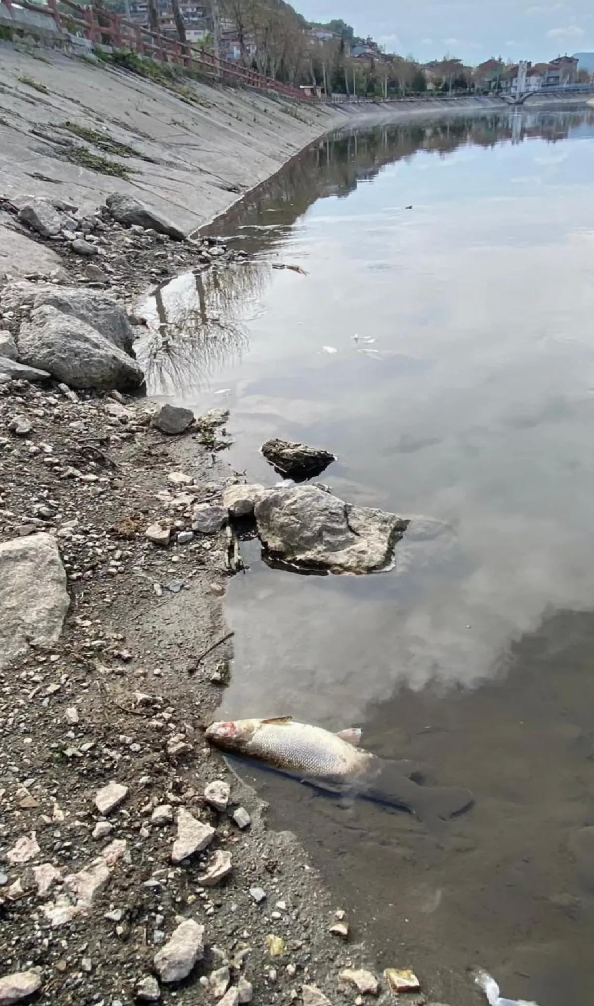 Yeşilırmak Nehri’nde Balık Ölümleri