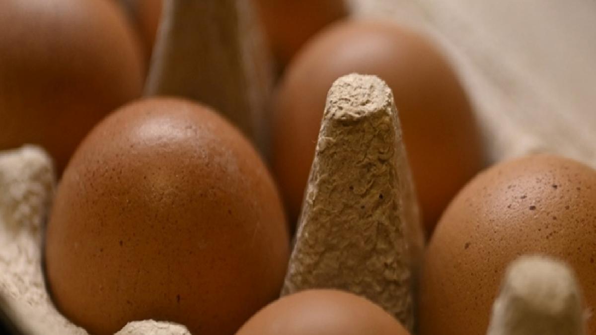 Yumurta fiyatları yarı yarıya düştü