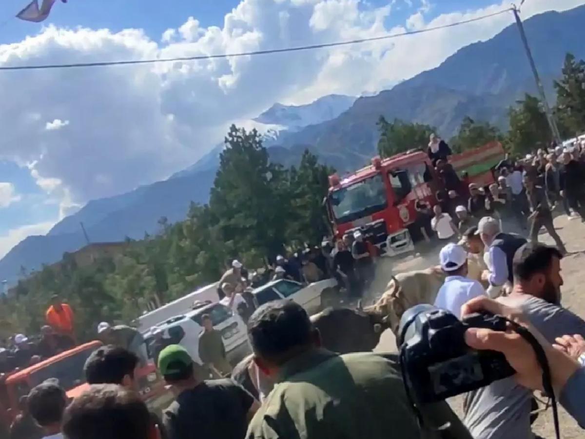 Yusufeli’de Boğa Güreşlerinde Panik
