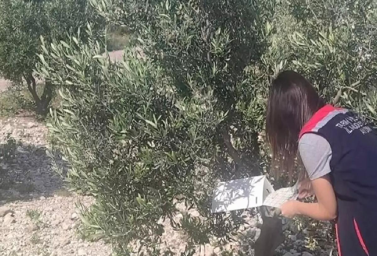Zeytin Bahçelerine Hastalık Kontrolü