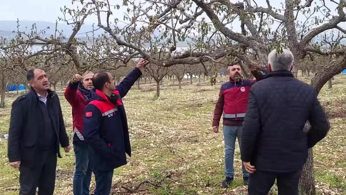 Zirai Don Adıyaman’da Hasara Yol Açtı
