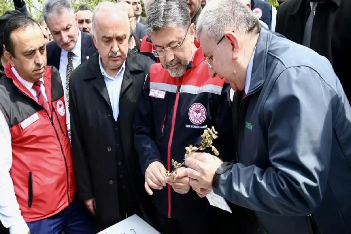 Zirai Don Olayı 34 İlde Meyve Ürünlerini Etkiledi