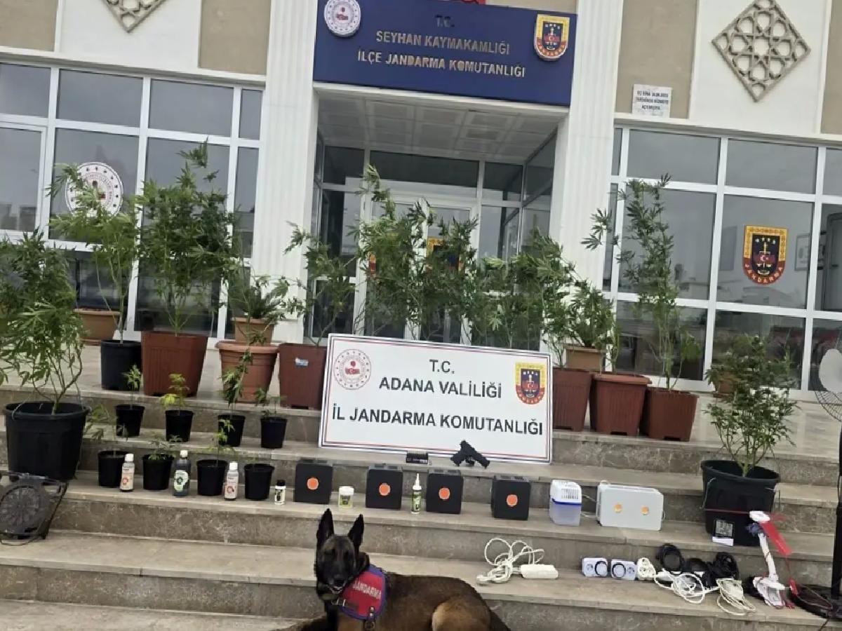 Adana’da Kenevir Yetiştiren 4 Zanlı Gözaltında