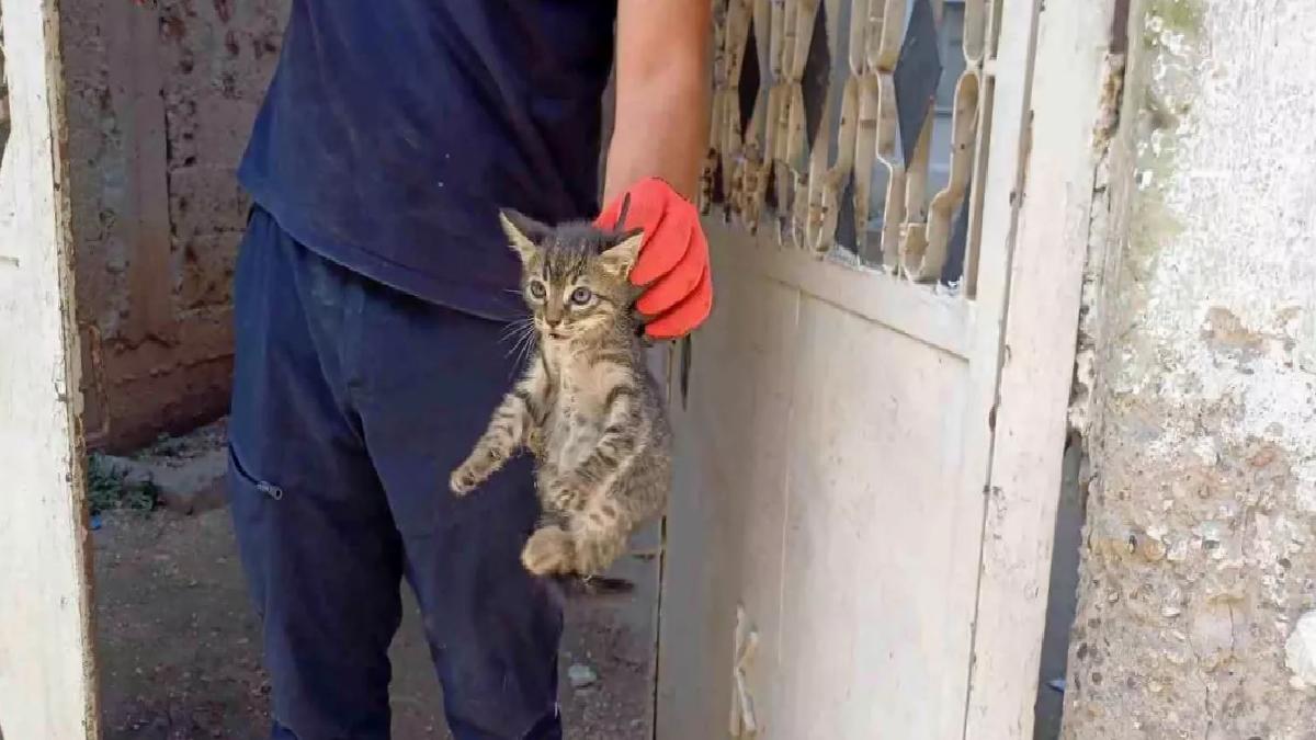 Adana’da Yavru Kedi Kurtarıldı