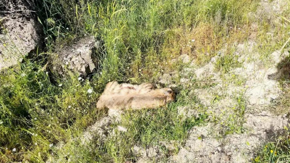Adıyaman’da Çizgili Sırtlan Telef Oldu