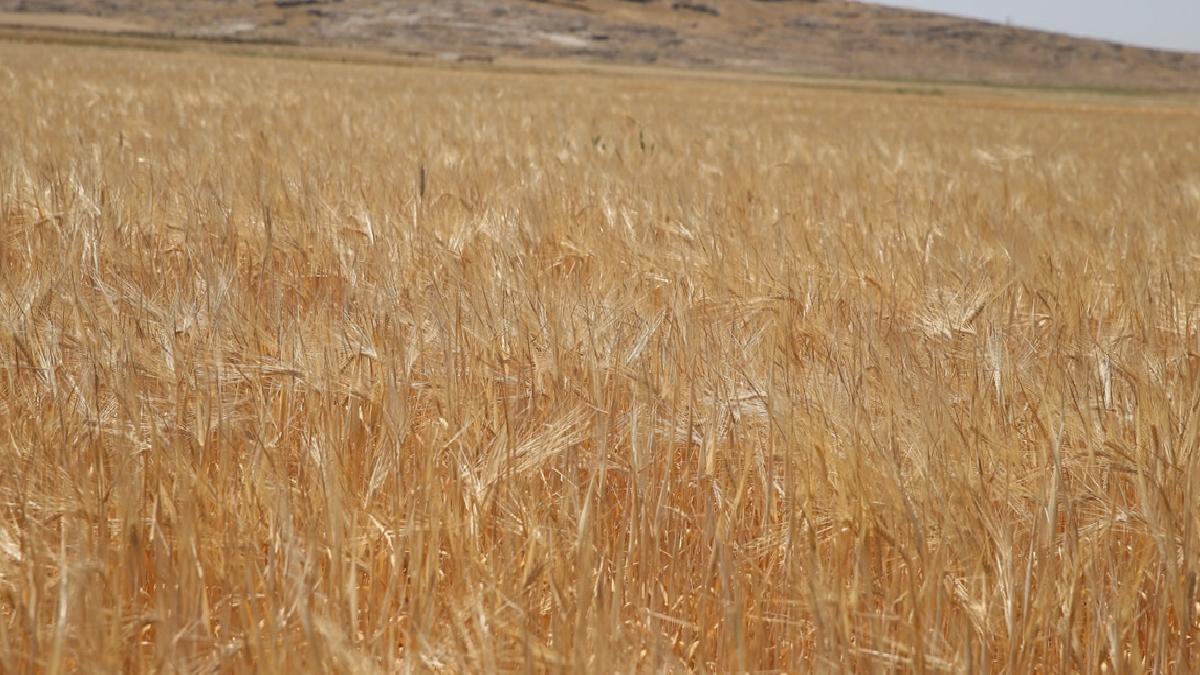 Adıyaman’da sezonun ilk arpa hasadı yapıldı