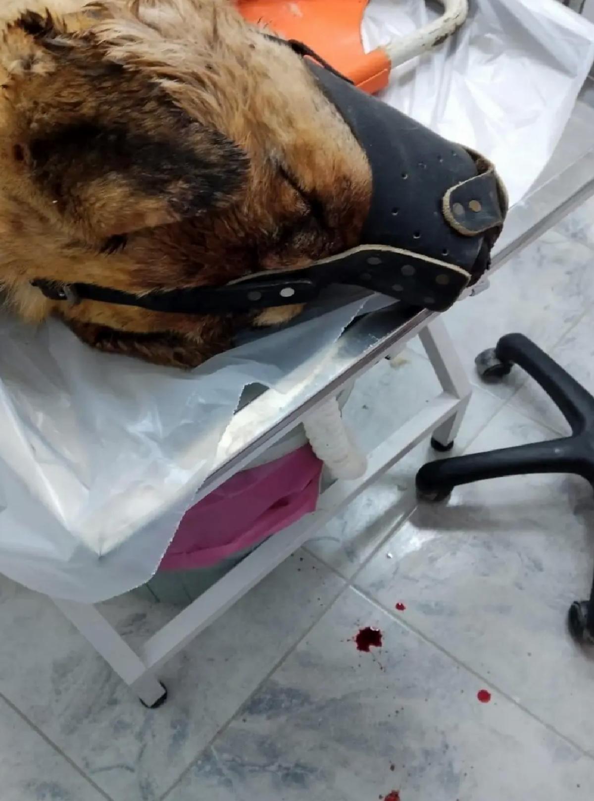 Ağın’da Köpeği Vuran Kişi Kendini Savundu