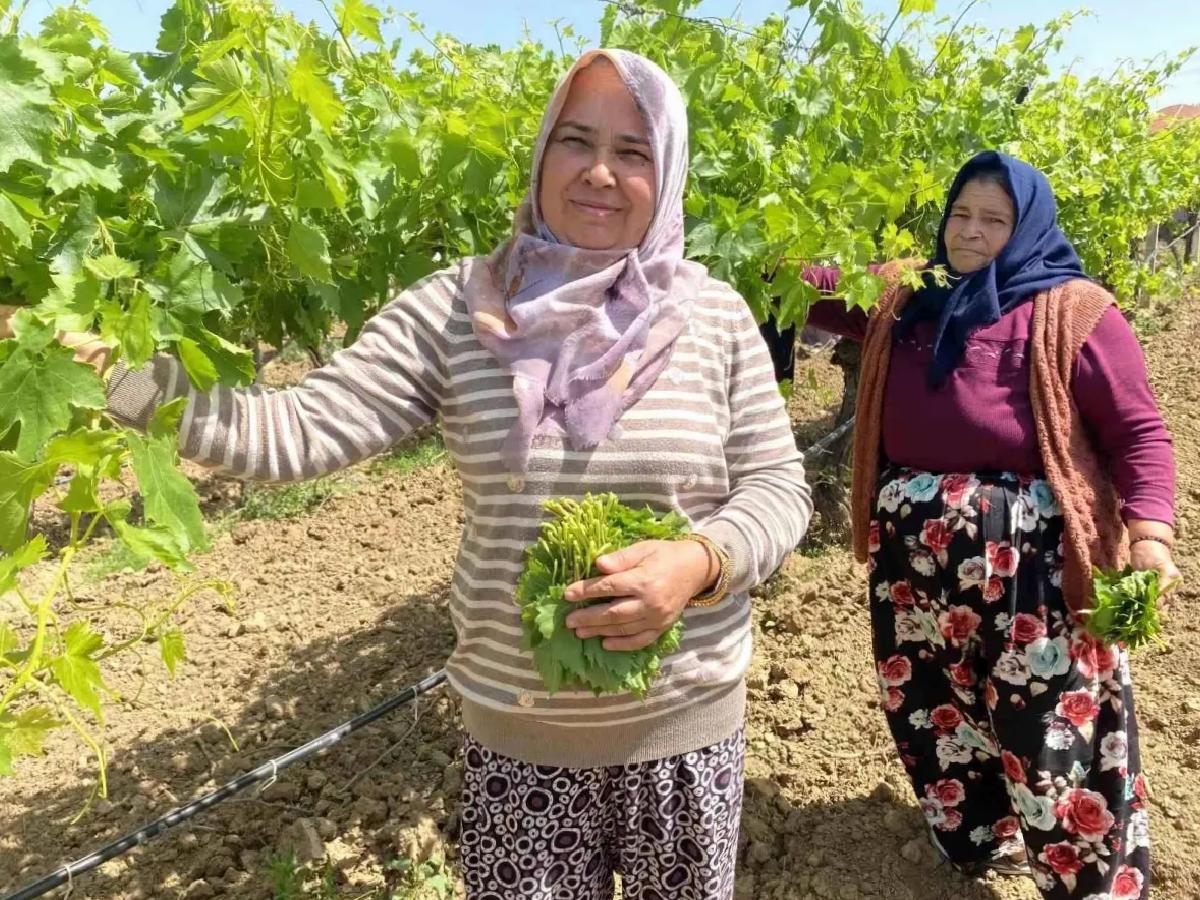 Alaşehir’de Asma Yaprağına İlgi Artıyor