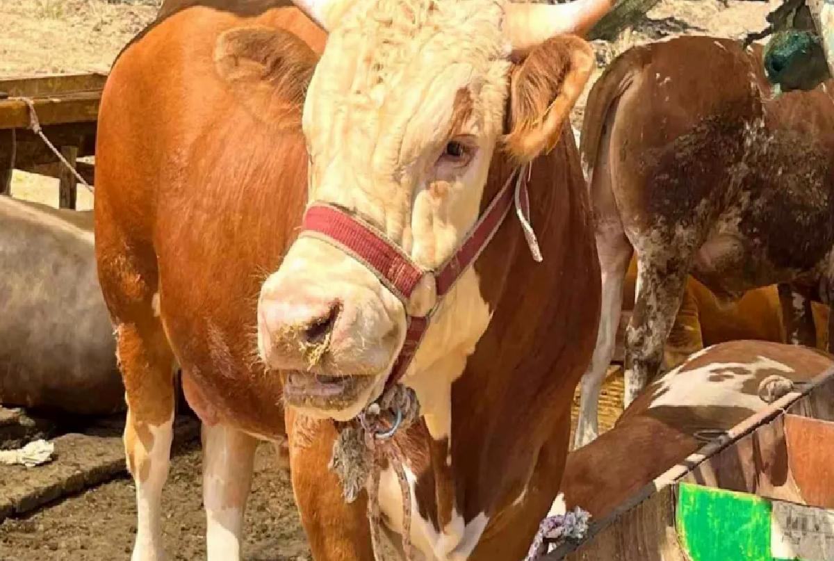Aliağa’da Kurban Kesim Fiyatları Açıklandı