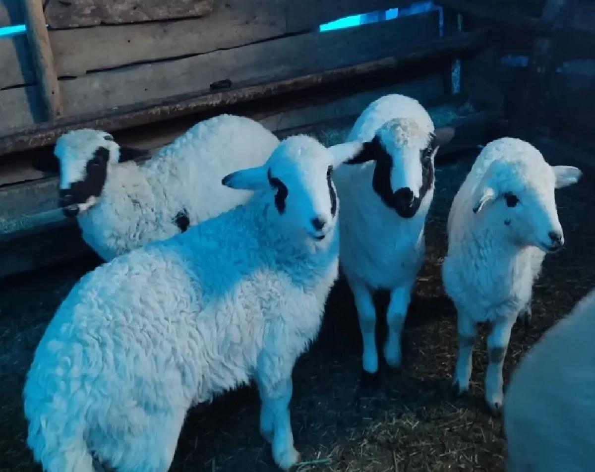 Alucra’da Hayvan Aşılama ve Küpeleme Tamamlandı