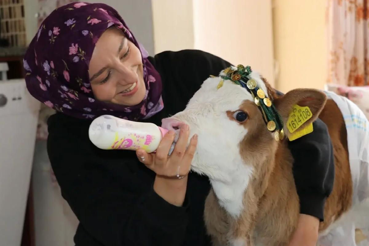 Amasya’da Aile, Nisan İsimli Buzağıya Evde Bakıyor