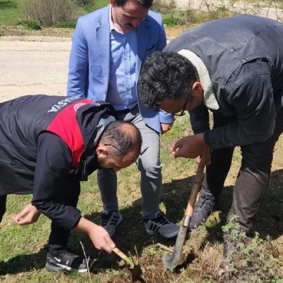 Amasya’da Süne Zararına Mücadele