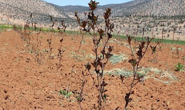 Antalya’da tarımsal sulama projeleriyle tersine göç hızlandı