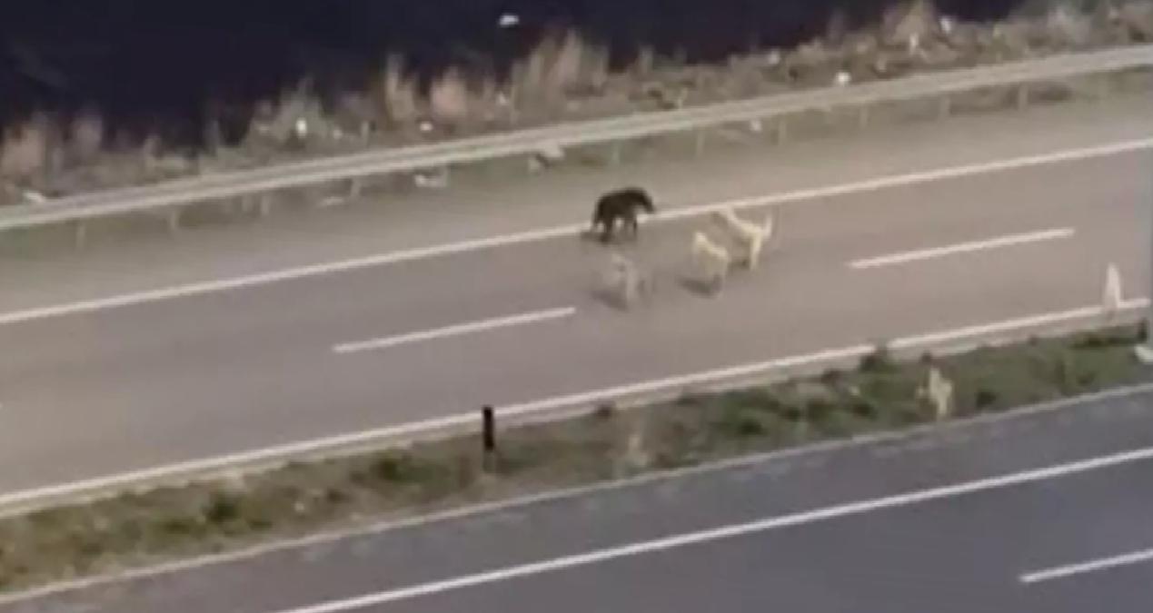 Ardahan’da Bozayı Halı Sahaya Girdi