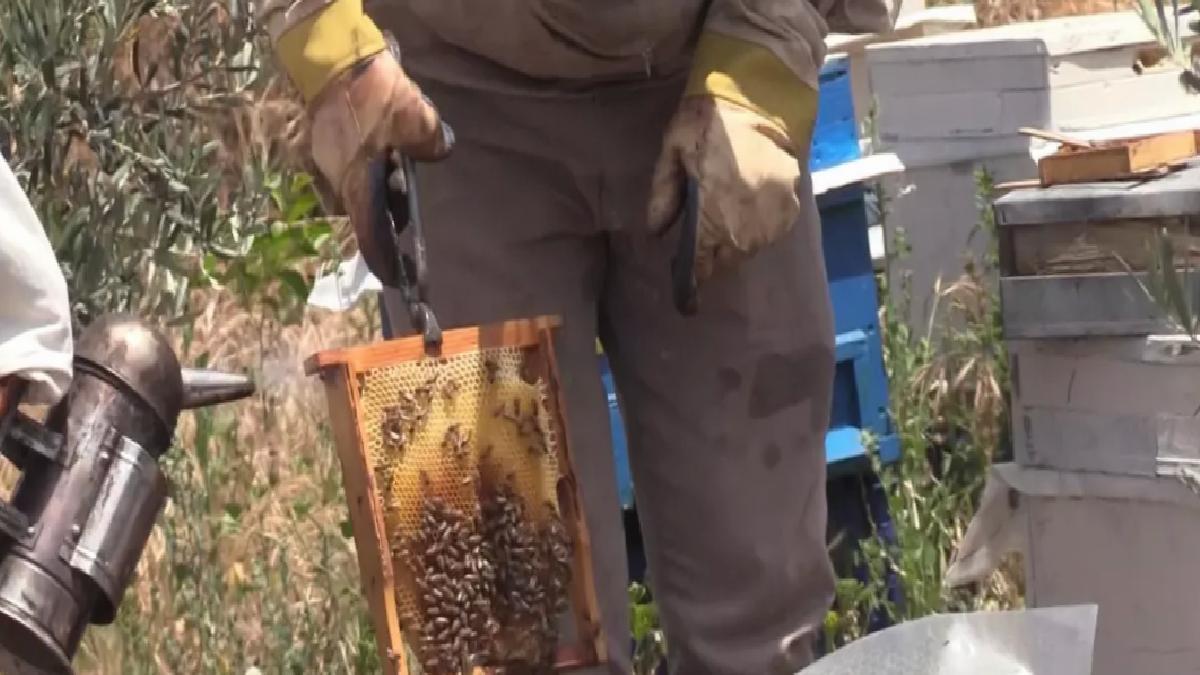 Arıcılar Teknolojiyle İklim Değişikliğine Karşı