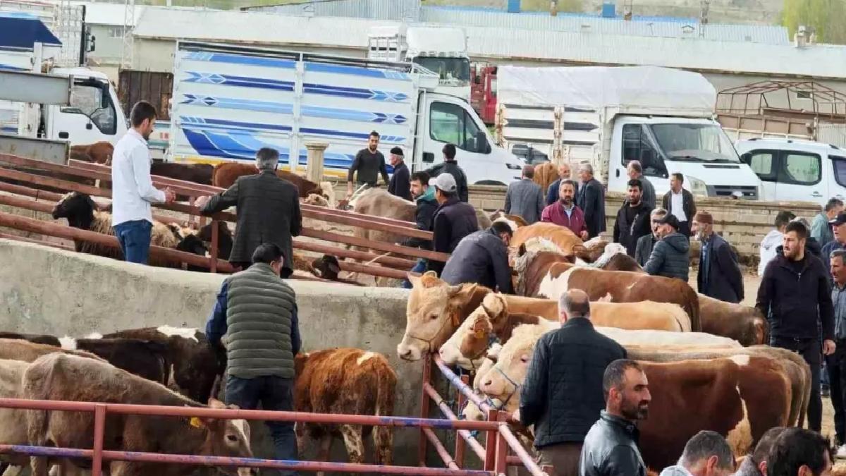 Aşkale’de Kurbanlıklar Görücüye Çıktı