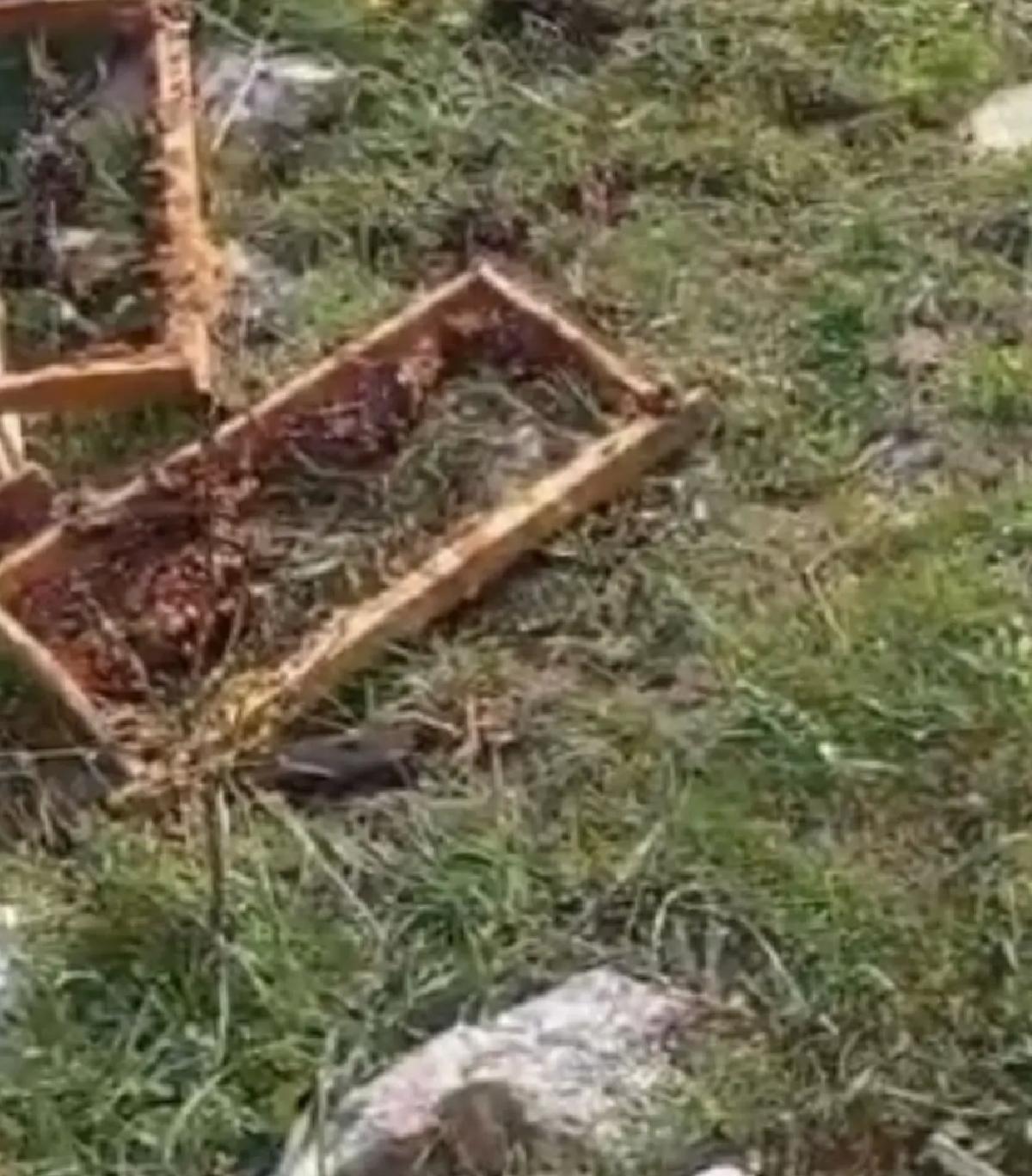 Ayı Arı Kovanlarını Parçaladı