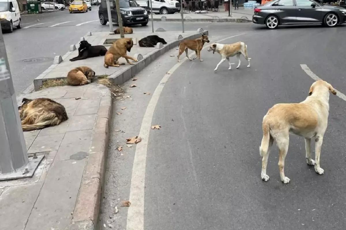 AYM’den Sokak Hayvanları Yasası’nın iptal istemine ret