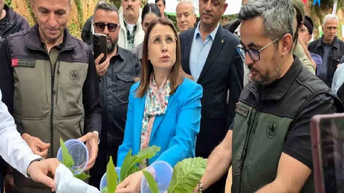 Bartın’da Gal Arısı ile Mücadele Başladı
