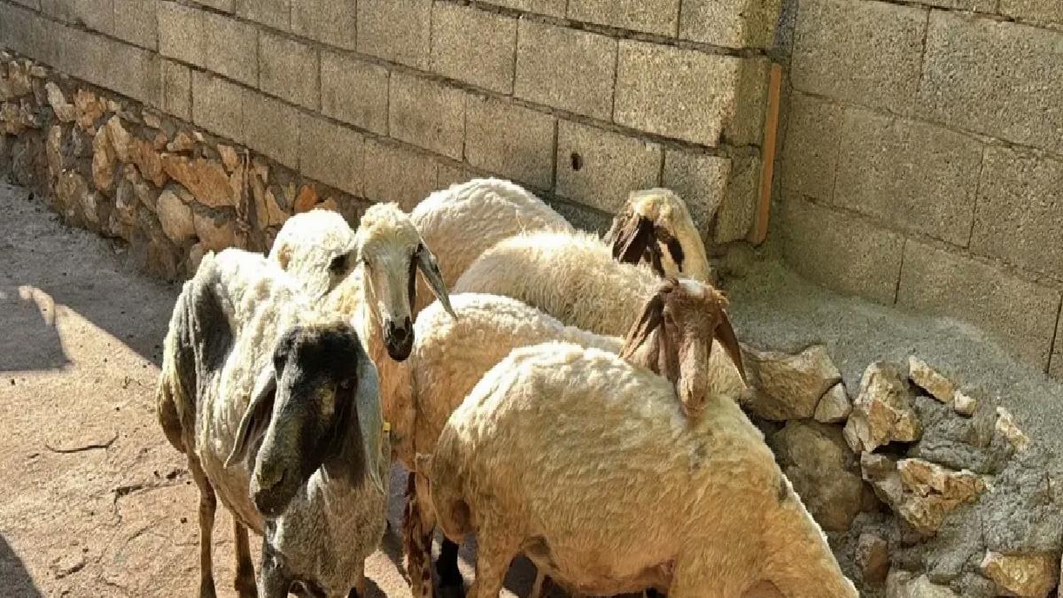 Başlıca Saldırı: 5 Koyun Telef Oldu