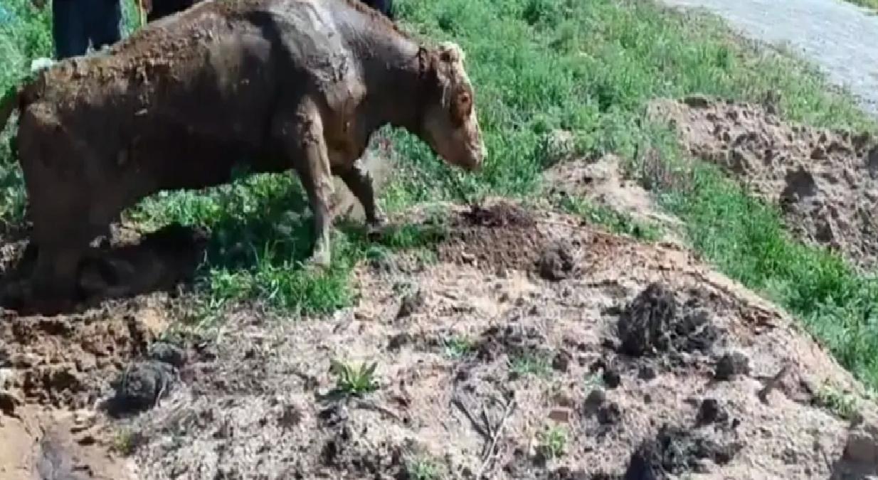 Bataklığa Batan İnek İtfaiye ile Kurtarıldı
