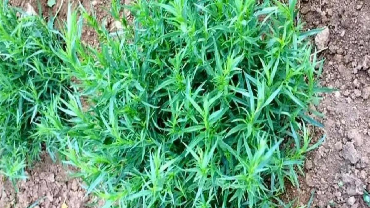 Bayburt Tarhunu Coğrafi İşaret Tescil Edildi