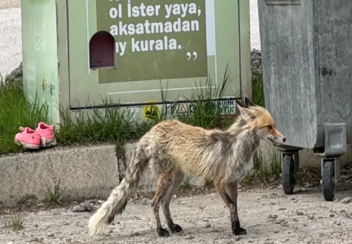 Bayburt’ta Tilki Yiyecek Aradı