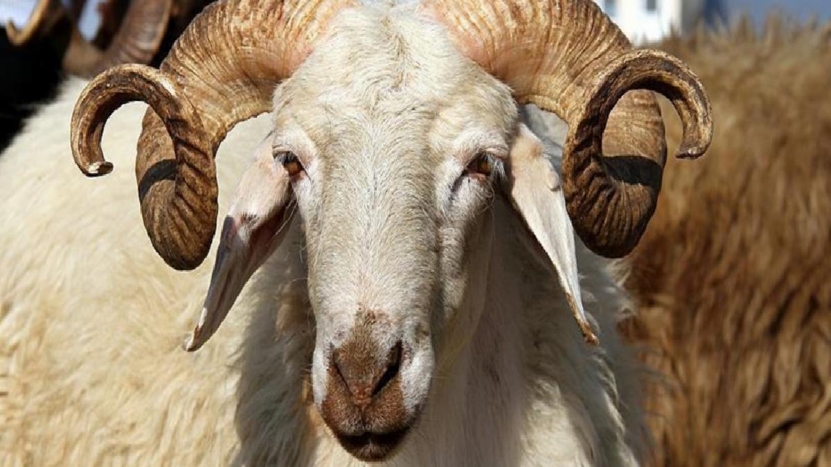 Bayramda kurbanlık küçükbaş arzında sıkıntı yok