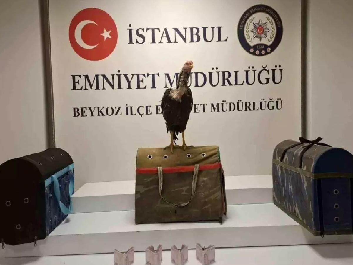 Beykoz’da Horoz Dövüşü Baskını: 21 Kişiye Ceza
