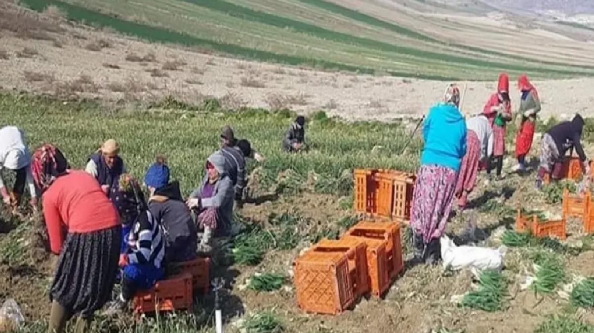 Beypazarı’nda Yeşil Soğan Hasadı Sürüyor