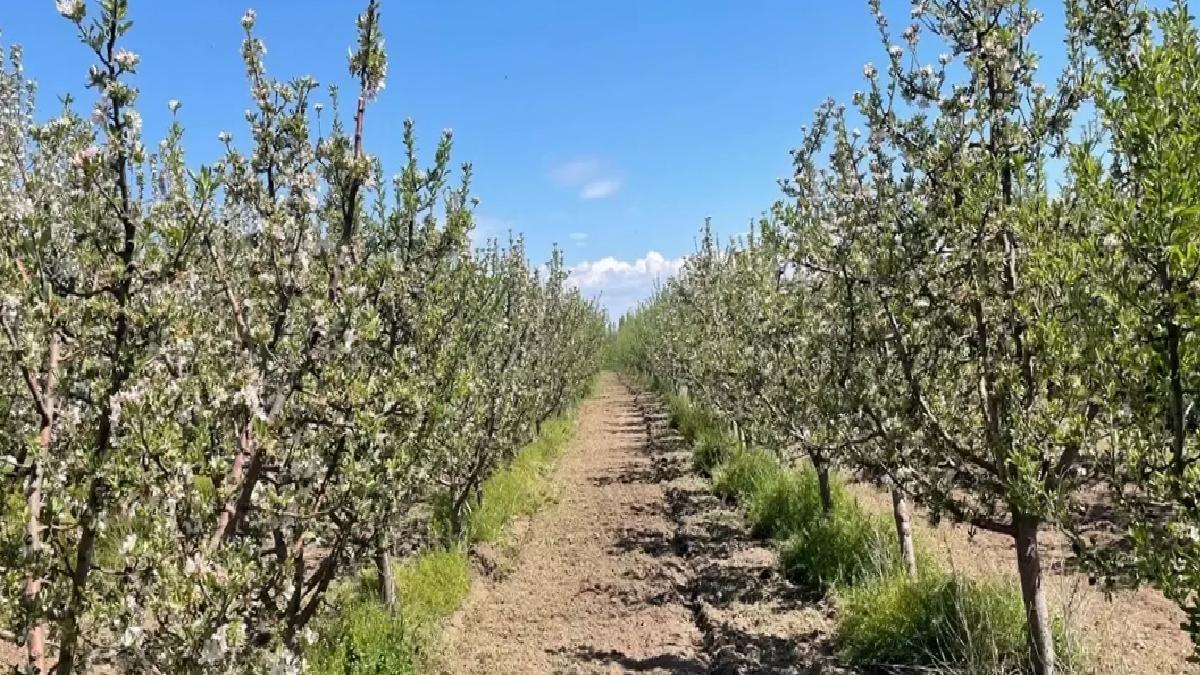 Beyşehir’de Meyve Bahçeleri Kontrol Altında