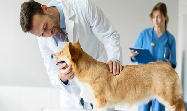 Boehringer Ingelheim’dan Veteriner Hekimlere Yönelik Araştırma