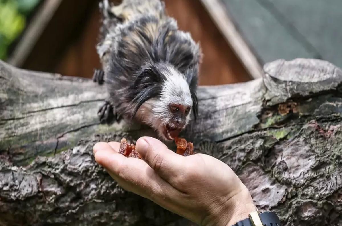 Bursa’da Beyaz Yüzlü Marmosetler Bakılıyor