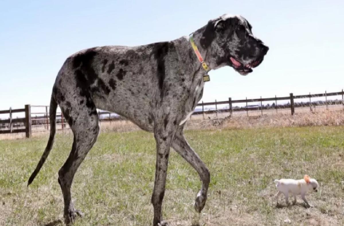 Büyük ve Küçük Köpekler Buluştu