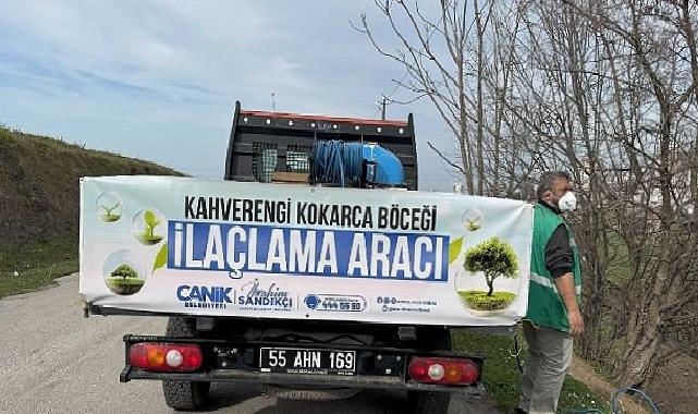 Canik’te Kokarca Böceğine Karşı Mücadelede Atak