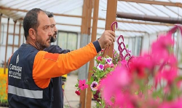 Çansera’nın Yazlık Çiçekleri Çankaya’yı Süsleyecek