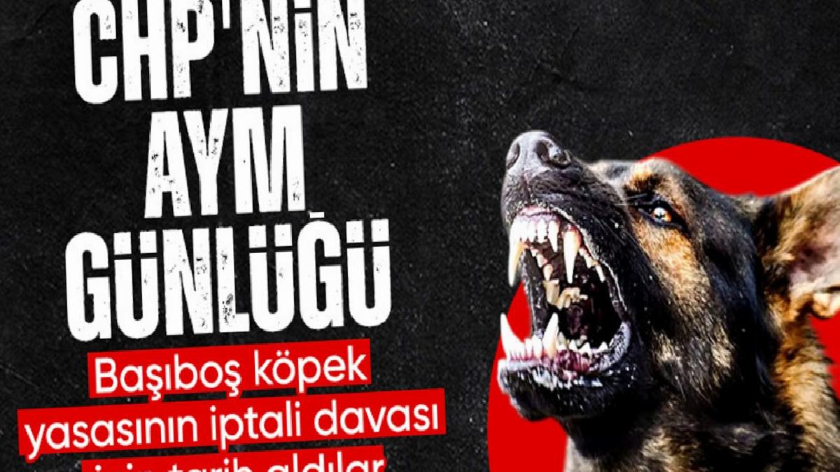 CHP başvurmuştu: AYM başıboş köpek yasasını esastan inceleyecek