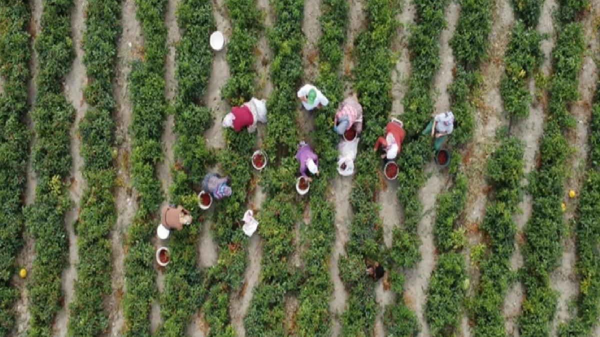 Çiftçilere 3,1 milyar lira destek ödemesi bugün yapılıyor