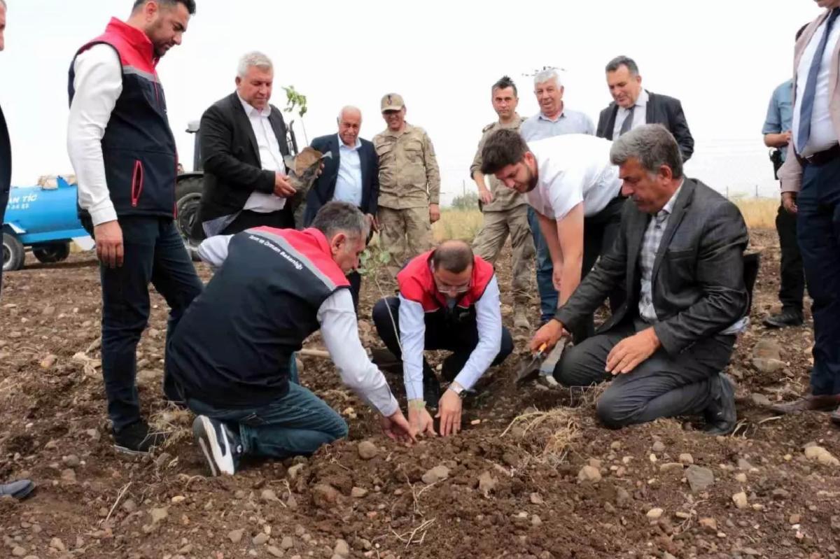 Cizre’de Fıstık ve Badem Projesi Başladı