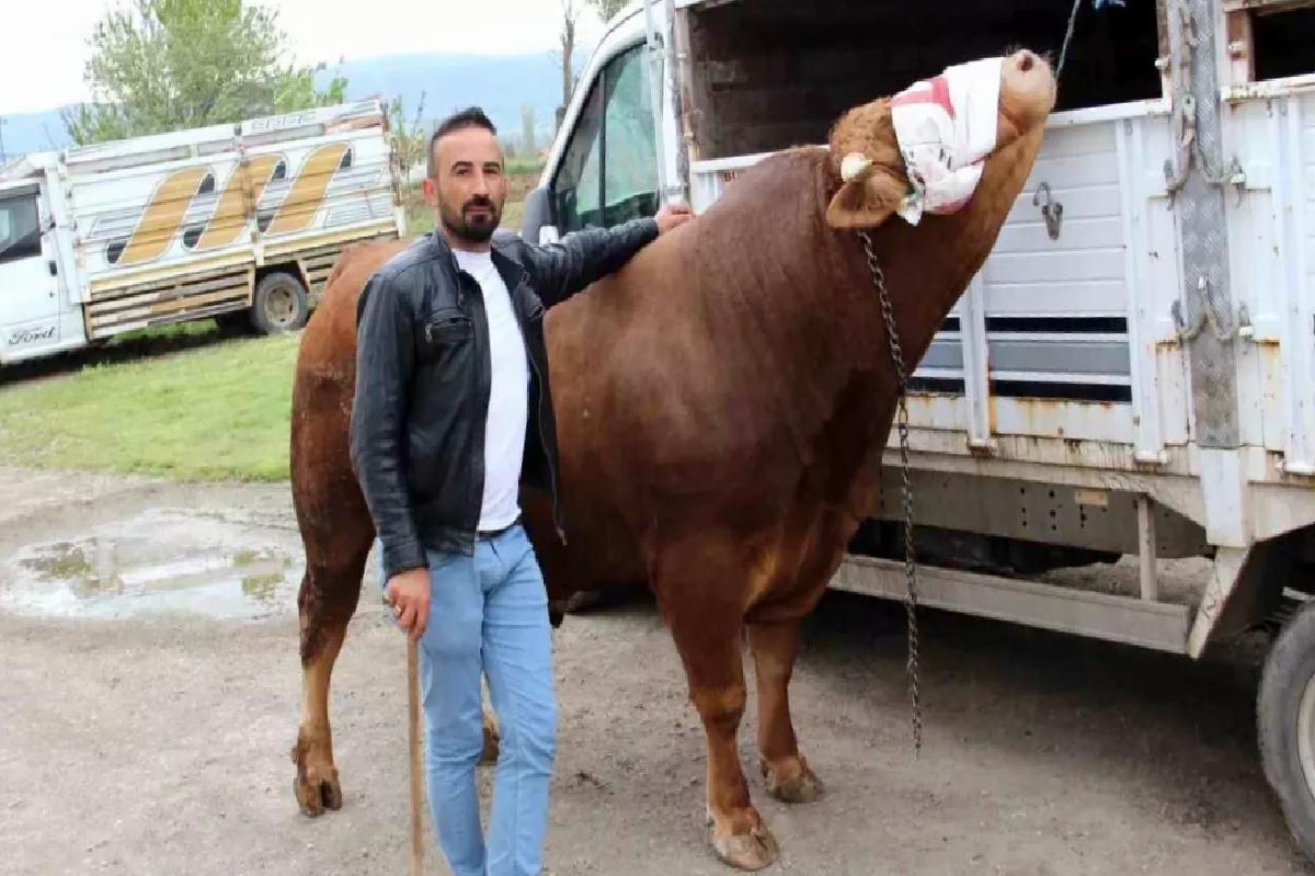 Çorum’da ‘Paşa’ 380 Bin TL’ye Satılık
