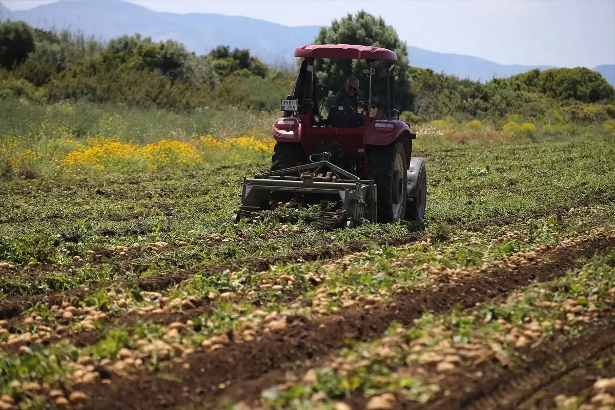 Datça’da Turfanda Patates Hasadı Başladı