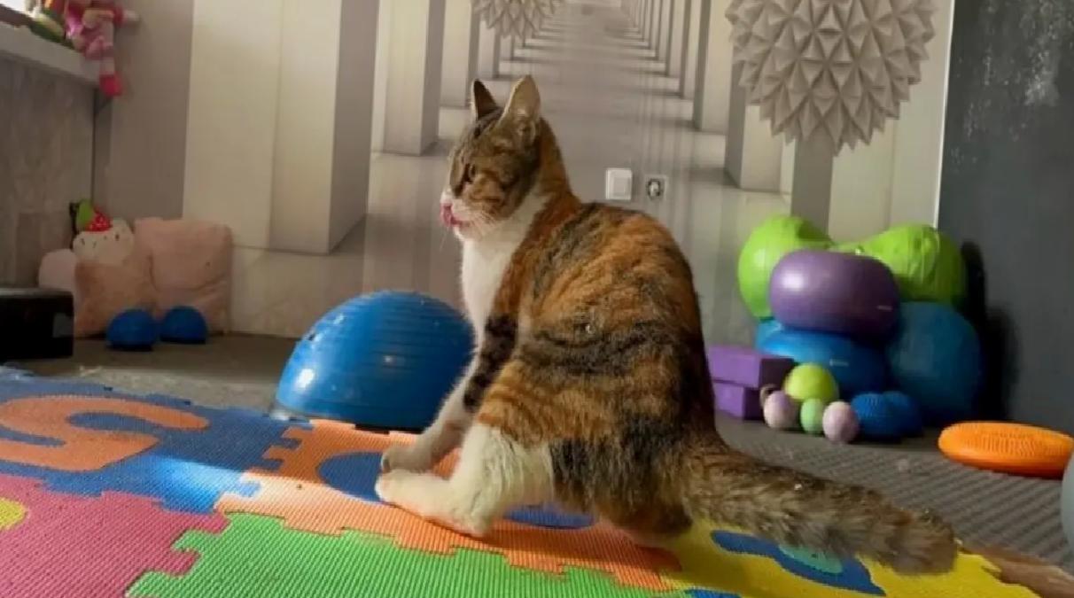 Defne: Depremden Kurtarılan Yaralı Kedi Tedavi Ediliyor