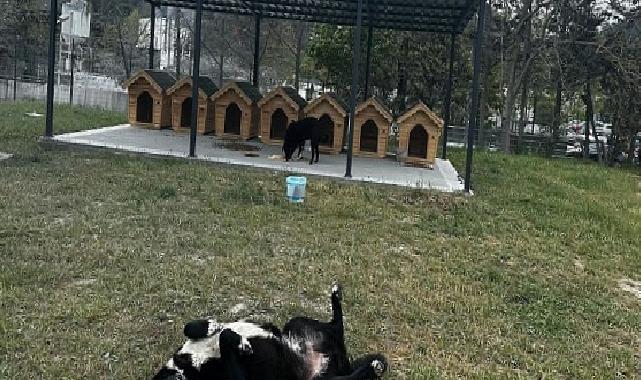 Digiturk’ten Ayazağa’daki Sokak Hayvanları İçin Güvenli Bir Yuva