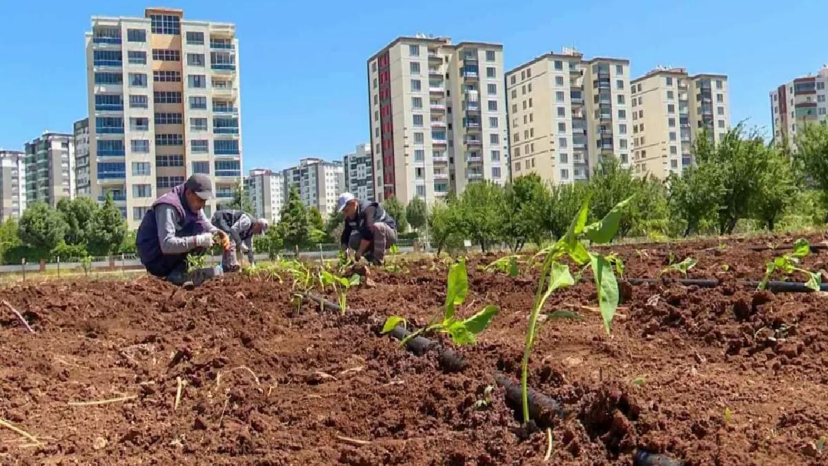 Diyarbakır’da Yerel Tohum Üretimi Çalışmaları Başlatıldı