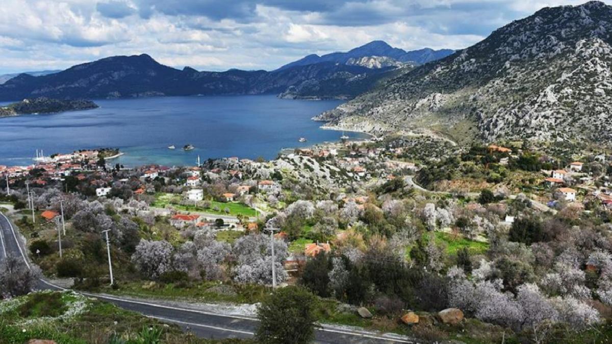 DMM, ‘Marmaris’te mesire alanı için yüzlerce çam kesildiği’ iddiasını yalanladı