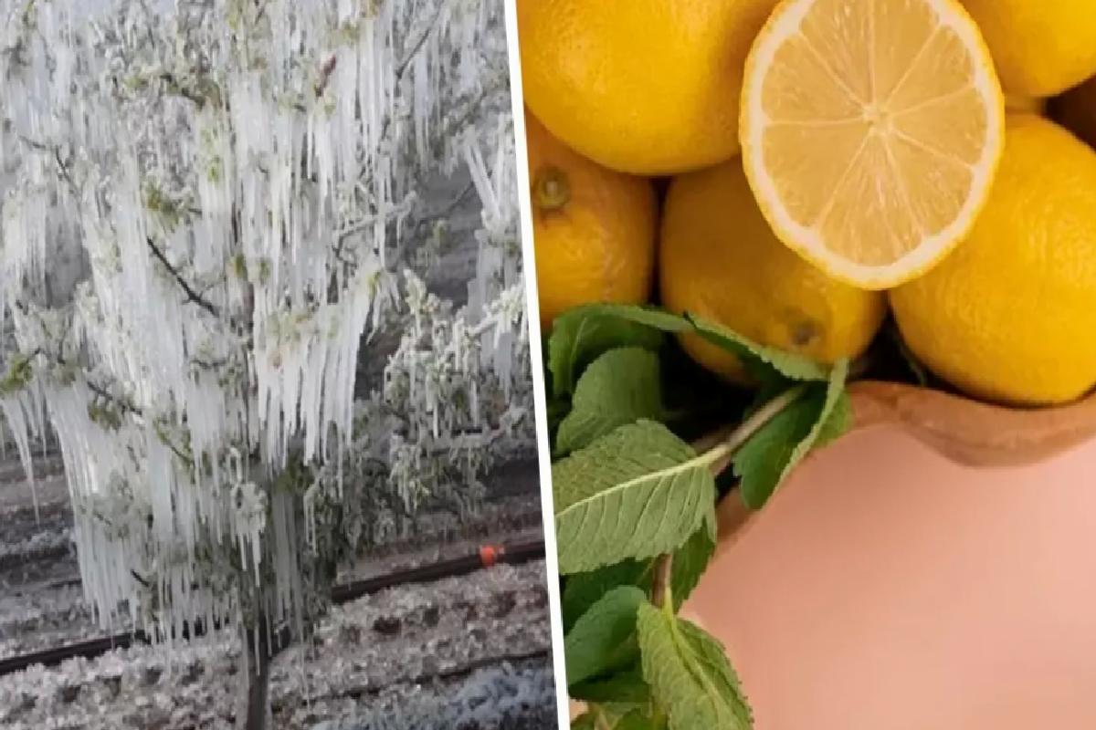 Don Olayı Limon Fiyatlarını Artırdı