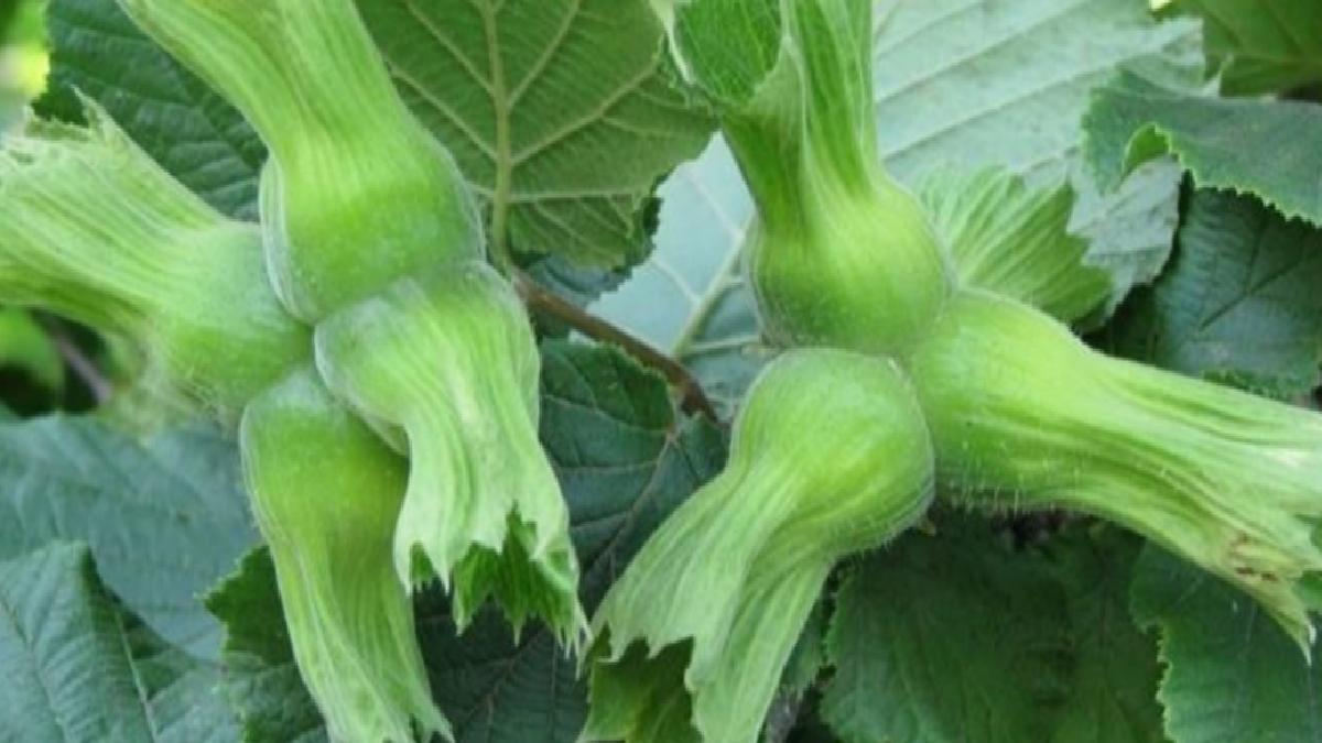 Düzce’de AB ülkelerine 11 bin 71 ton fındık gönderildi