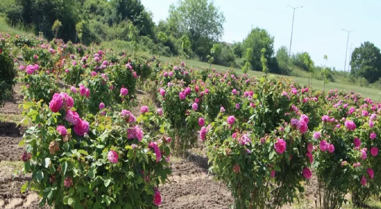 Edirne Gülü Hasat Şenliği Düzenlendi