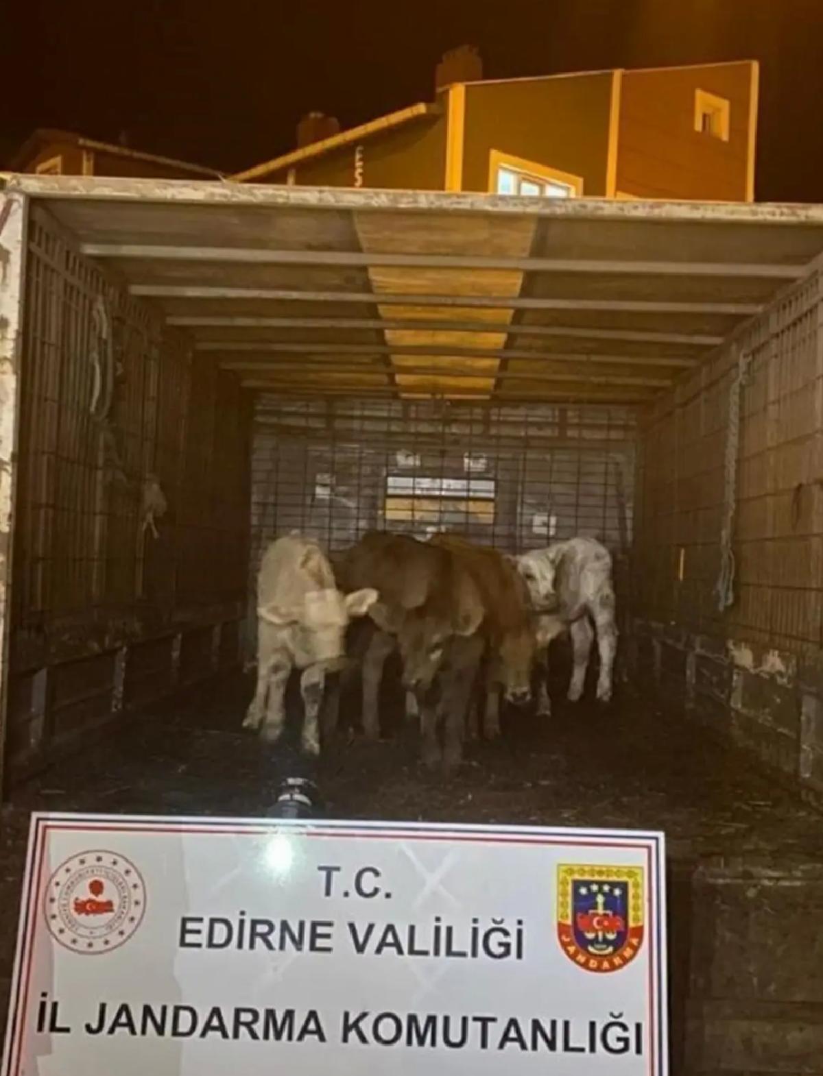 Edirne’de Çalınan Hayvanlar Drone ile Bulundu