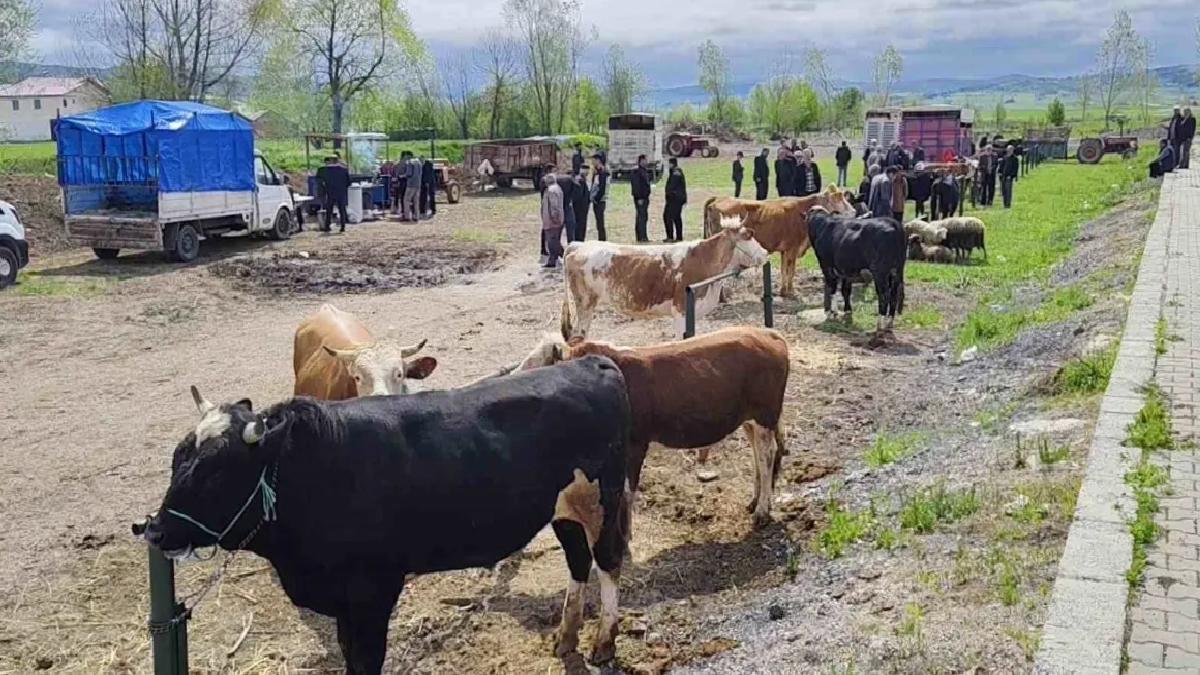 Eflani’de Kurbanlık Pazarı Kuruldu